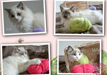 chatons Flore - 11 semaines - Chatterie Ragdolls du Val de Beauvoir